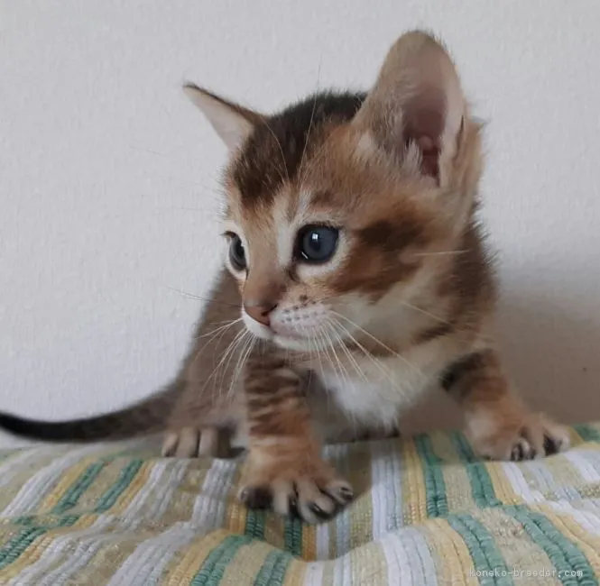 かき 様のお迎えした子猫