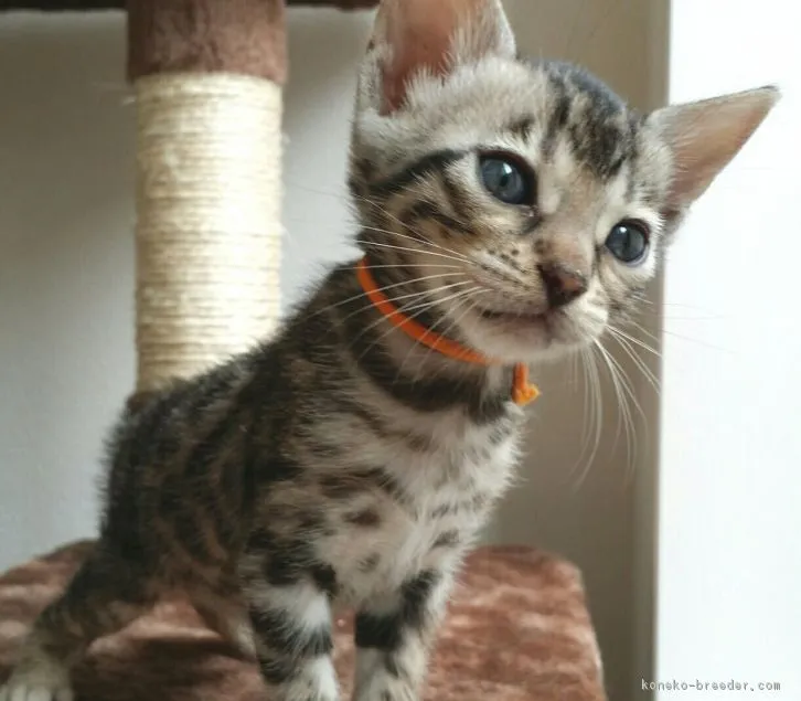 ID:1607-00454の子猫