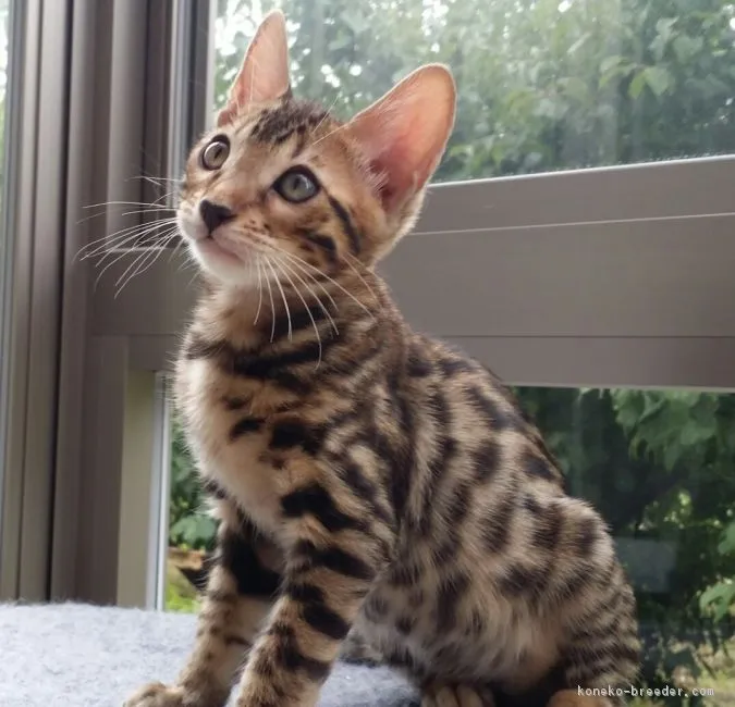 ID:1606-00326の子猫