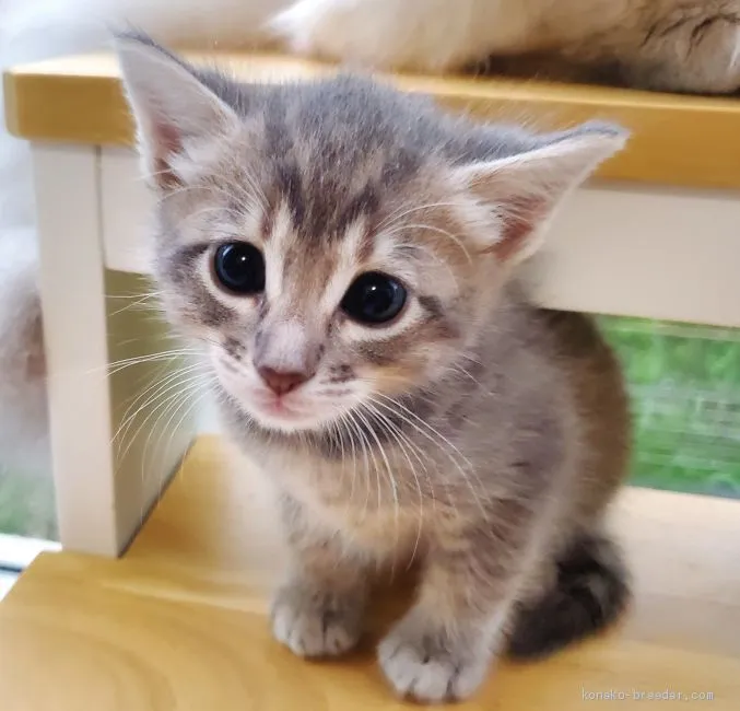 ID:2006-01264の子猫