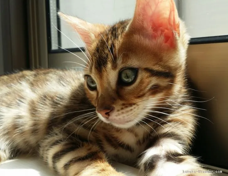 ID:1604-00662の子猫