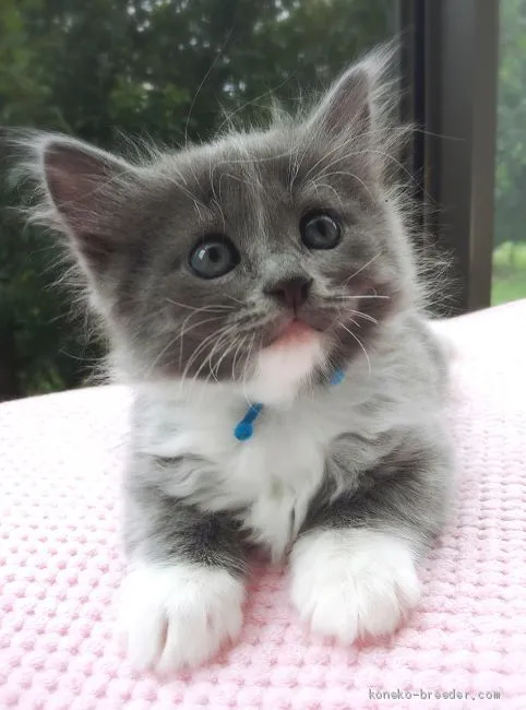 ID：1909-00801の子猫