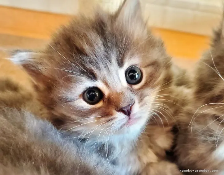 ID:2112-00723の子猫