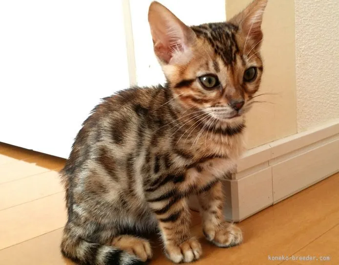 ID:1510-00412の子猫