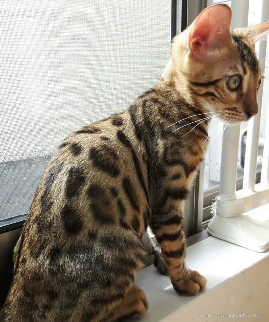 ID：1607-00600の子猫