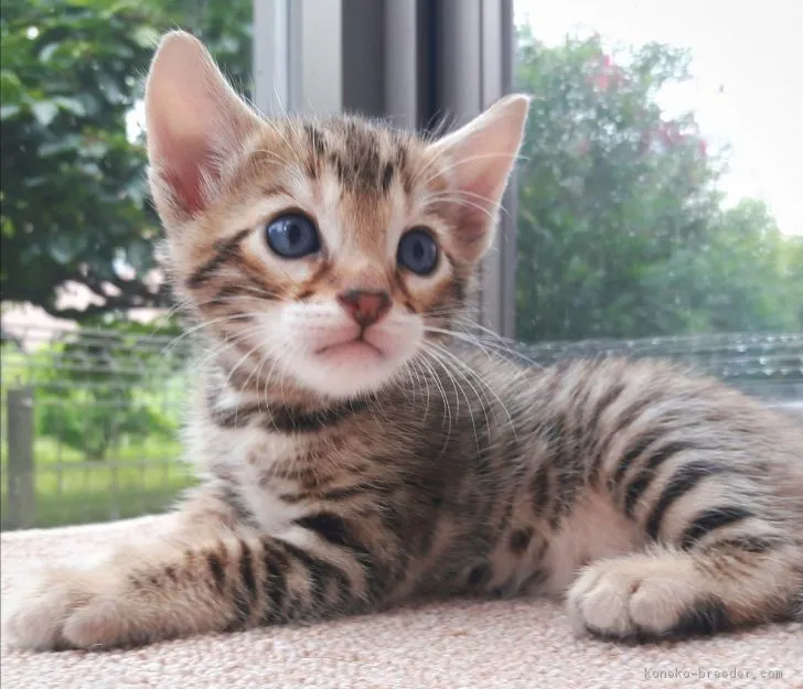 しまじろう 様のお迎えした子猫