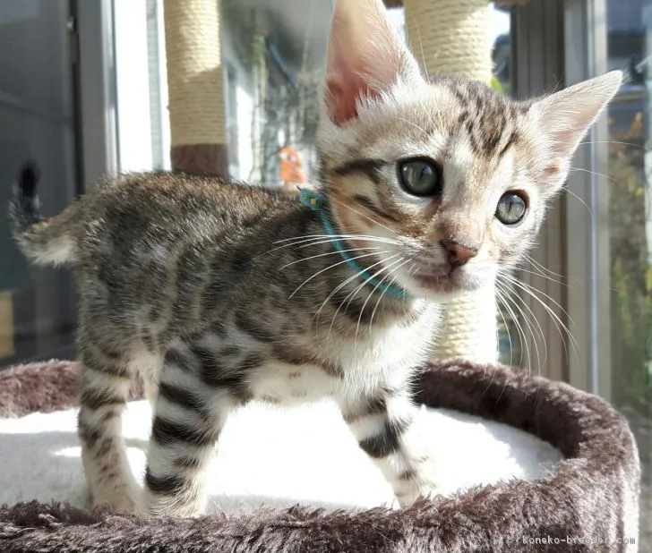 フェリックス 様のお迎えした子猫