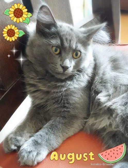 ID：1905-01814の子猫