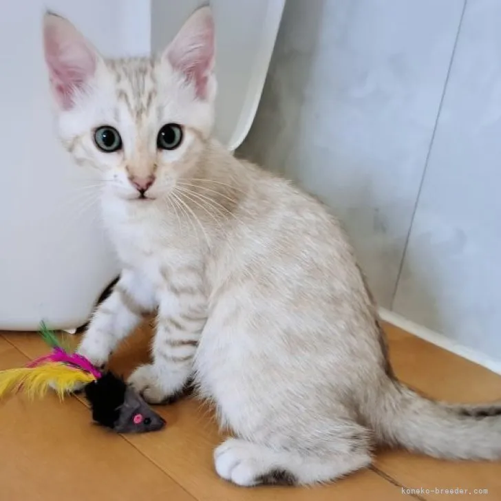 ID：2305-03585の子猫