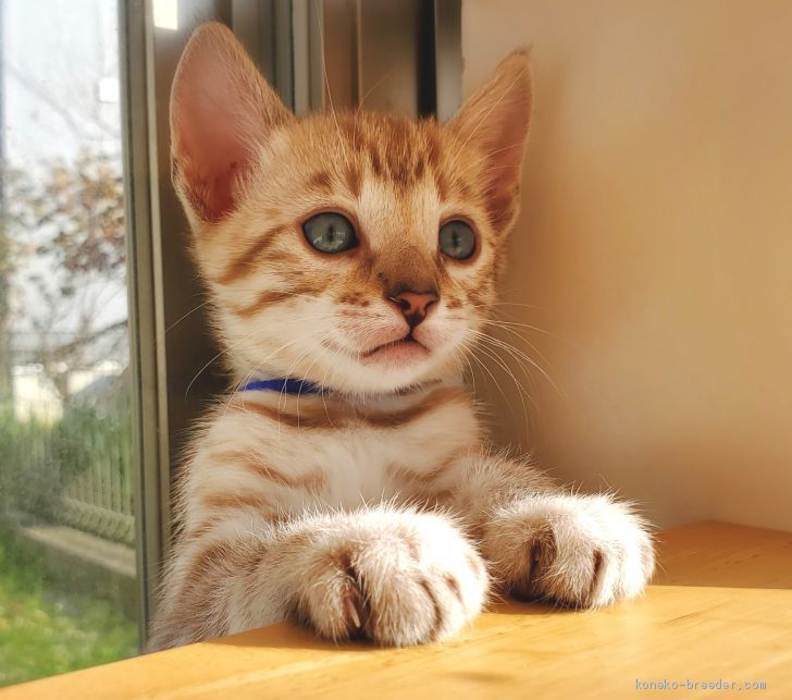 ままま 様のお迎えした子猫
