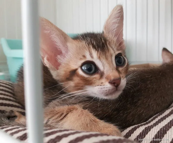 ID：1608-00802の子猫