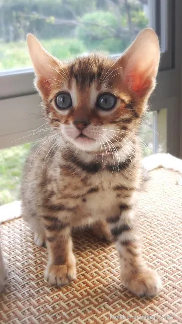 ID：1904-00464の子猫