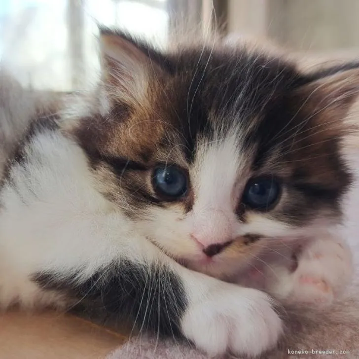 ID:2212-02088の子猫
