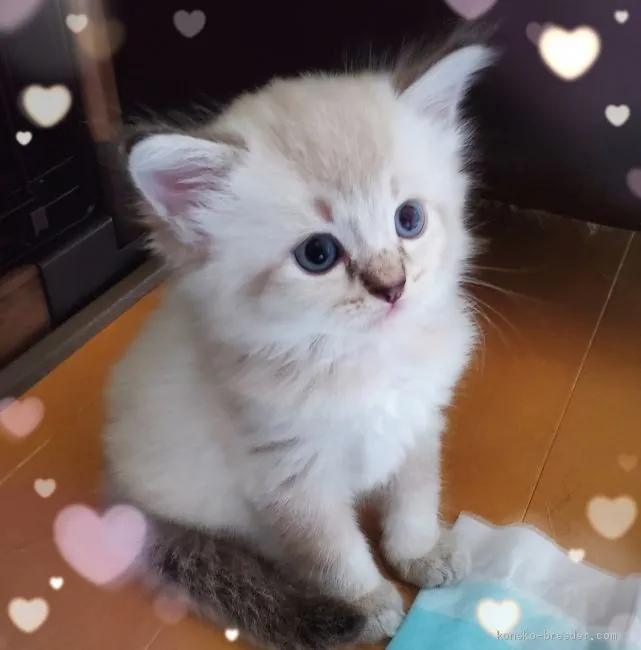 ID:2009-00514の子猫