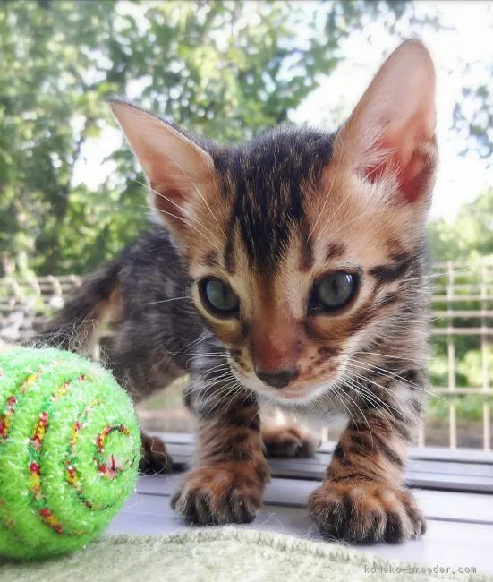 ID：1807-01704の子猫