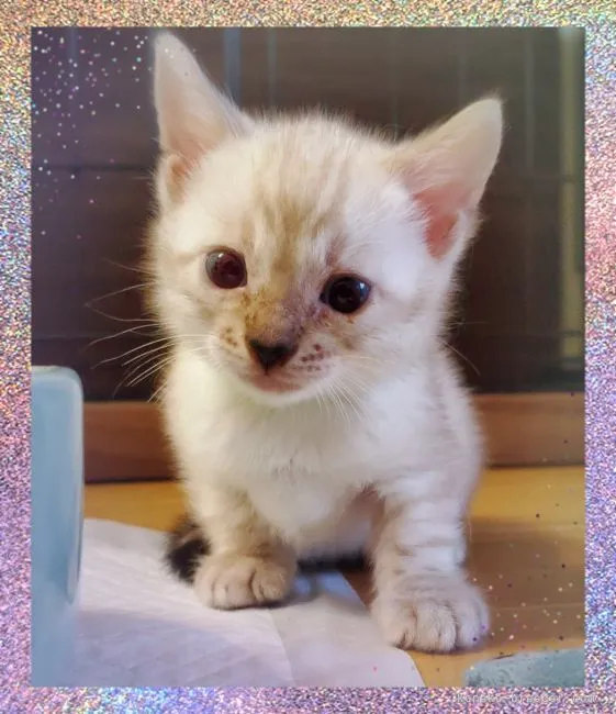 ID：2106-01149の子猫
