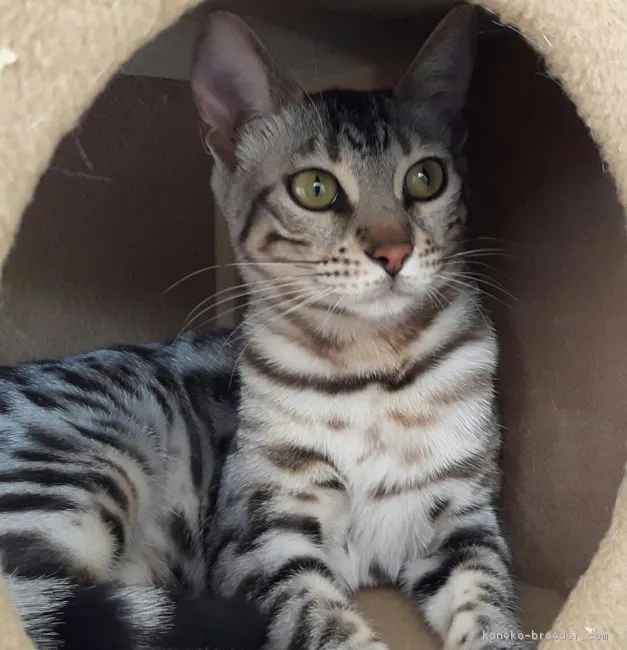 ID：1705-00168の子猫