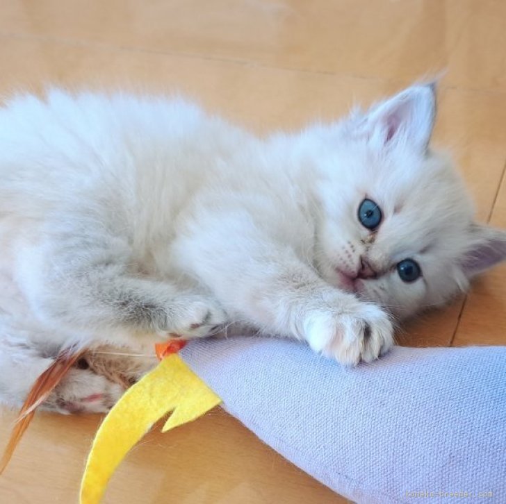 M.S 様のお迎えした子猫
