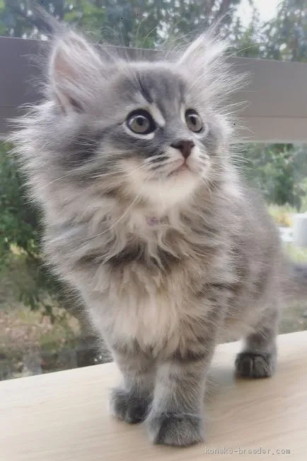 ID：1909-01153の子猫