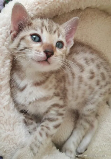 ID:1710-01314の子猫