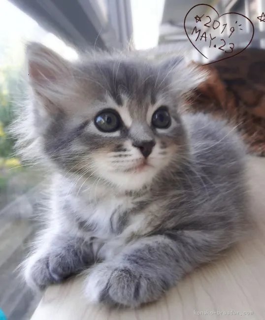 ID：1905-00398の子猫