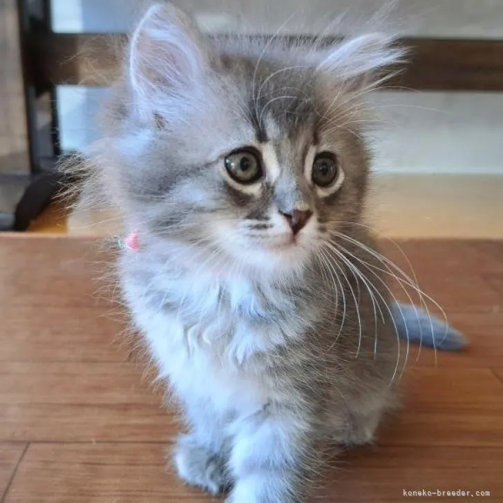 ID：2210-00526の子猫