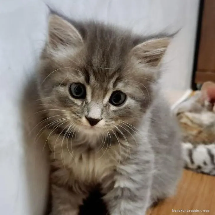 ID:2210-00528の子猫