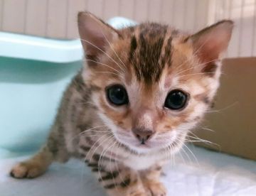 ベンガル【愛知県・男の子・2017年1月22日・ブラウンスポテッドタビー（やわらか）】の写真「とっても可愛い男の子！」