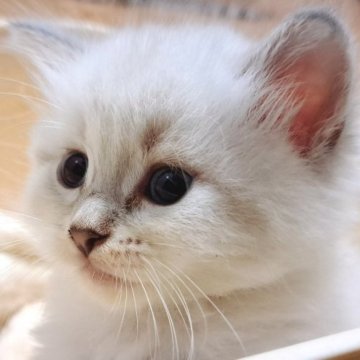 サイベリアン【愛知県・男の子・2023年5月10日・ブルーリンクスポイント】の写真「可愛い❤️ネヴァマスカレード❤️」