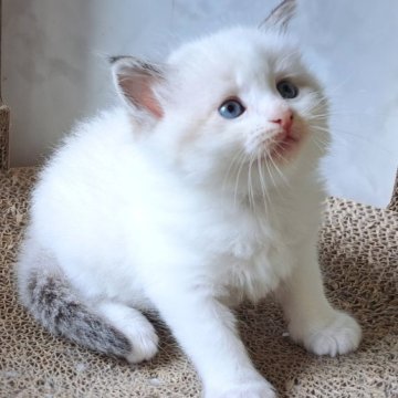 サイベリアン【愛知県・男の子・2023年5月10日・シールリンクスポイント&ホワイト】の写真「希少なバイカラーネヴァマスカレード君」