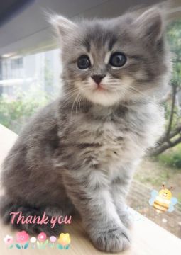 サイベリアン【愛知県・女の子・2019年4月8日・ブルータビー&ホワイト（トリプルコート）】の写真「ふわふわの癒し嬢♡」