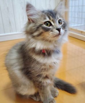 サイベリアン【愛知県・女の子・2019年8月6日・ブルータビー（トリプルコート）】の写真「ふわふわ癒し系♡」