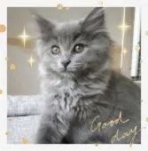 サイベリアン【愛知県・男の子・2019年4月8日・ブルー】の写真1「6/18日撮影🎵」