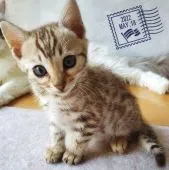 ベンガル【愛知県・女の子・2022年3月27日・シールミンクスポテッドタビー】の写真1「可愛いおすまし✨👀💕」