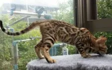 ベンガル【愛知県・男の子・2016年4月16日・ブラウンスポテッドタビー】の写真1