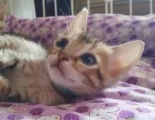 ベンガルとシンガプーラのmix【愛知県・男の子・2016年5月9日・ブラウン系】の写真1