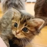 サイベリアン【愛知県・女の子・2024年5月11日・ブラウンタビー】の写真1