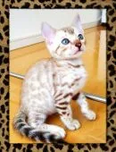 ベンガル【愛知県・男の子・2020年6月29日・シールミンクスポテッドタビー】の写真1「8月23日撮影」