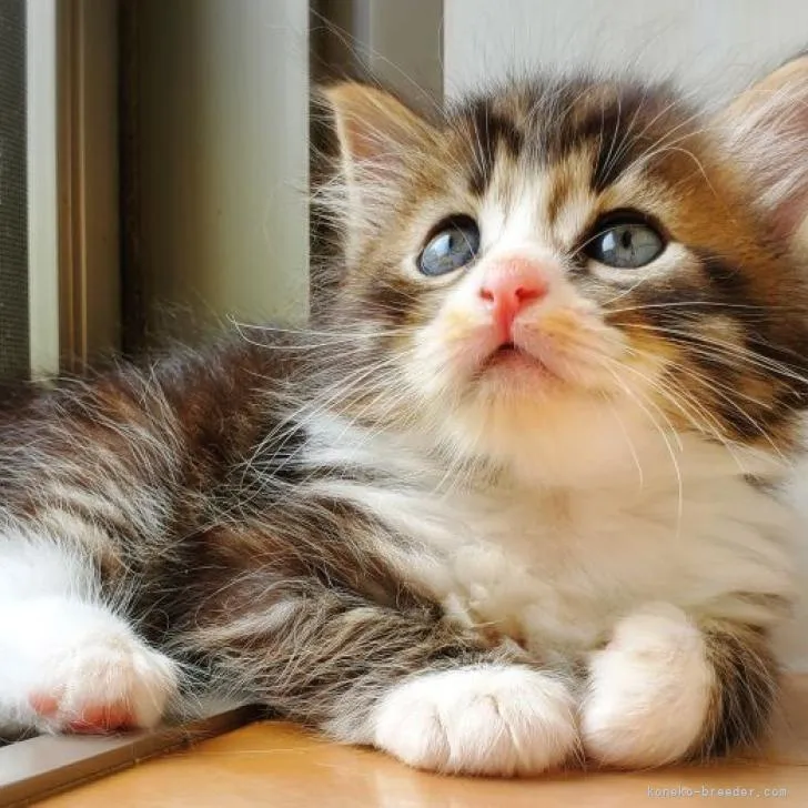 ID：2208-01606の子猫