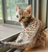 ベンガル【愛知県・女の子・2022年3月27日・シールミンクスポテッドタビー】の写真2「妖艶な小悪魔美猫ちゃん❤️」