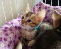 ベンガルとシンガプーラのmix【愛知県・男の子・2016年5月9日・ブラウン系】の写真2