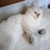 サイベリアン【愛知県・男の子・2024年3月15日・シールリンクスポイント】の写真2