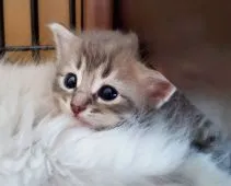 サイベリアン【愛知県・男の子・2020年6月17日・ブルータビー&ホワイト】の写真2