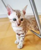 ベンガル【愛知県・男の子・2020年6月29日・シールミンクスポテッドタビー】の写真2「8月23日撮影」