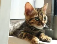 ベンガル【愛知県・女の子・2016年2月17日・ブラウンスポテッドタビー】の写真2