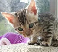 ベンガル【愛知県・男の子・2016年10月8日・シルバースポテッドタビー】の写真3