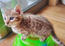 ベンガル【愛知県・女の子・2022年3月27日・シールミンクスポテッドタビー】の写真3「お転婆一面も！」