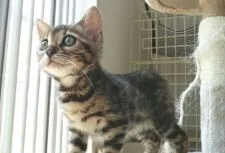 ベンガル【愛知県・女の子・2016年2月17日・ブラウンスポテッドタビー】の写真3