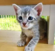 サイベリアン×ベンガル【愛知県・男の子・2020年5月19日・ブルースポテッドタビー】の写真3