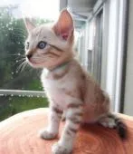 ベンガル【愛知県・男の子・2019年7月7日・シールミンクスポテッドタビー】の写真3